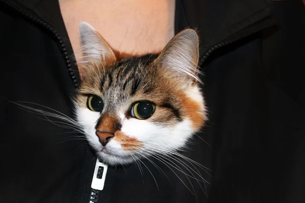 Kat op de mannelijke borst onder een jas — Stockfoto