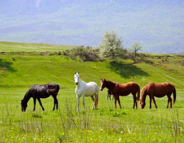 Herd of horses clipart