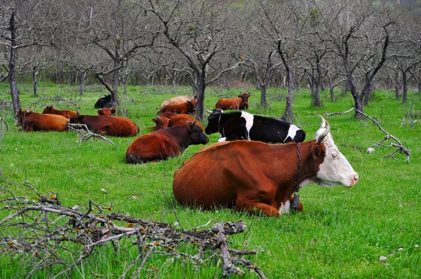 Herd of caws — Stock Fotó