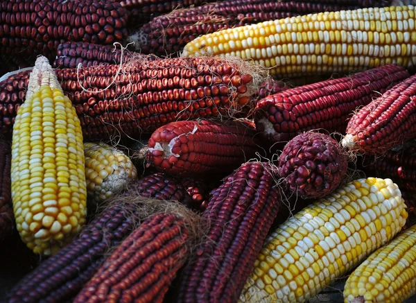 Stock image Pile of corncobs