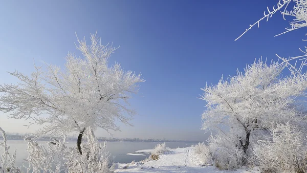 Paisagem inverno — Fotografia de Stock