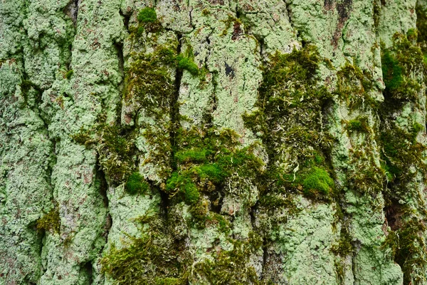 モスと古い木の幹 — ストック写真
