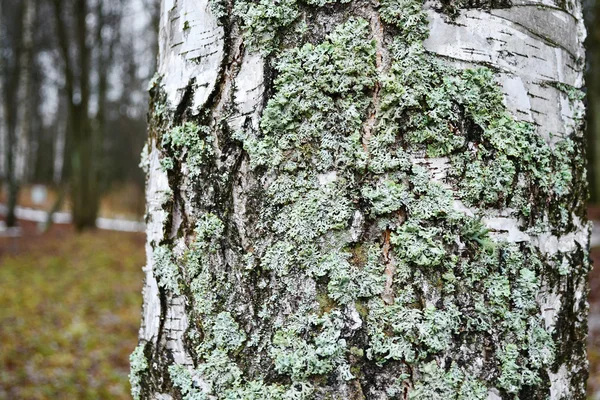 Стовбур старого дерева з мохом — стокове фото