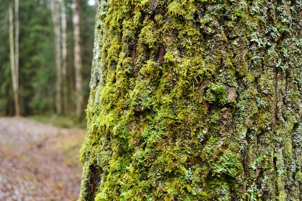 stock image Trunk of old tree with moss