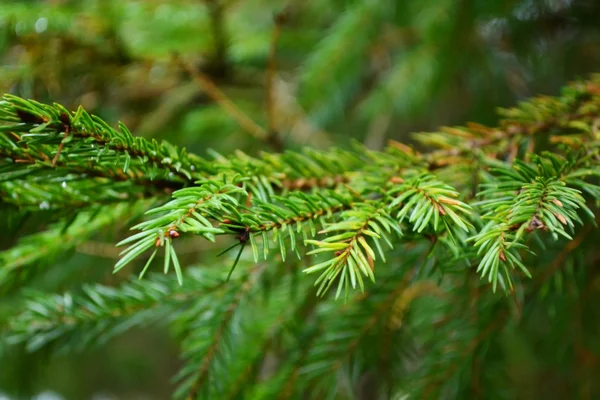 Branche d'épinette verte — Photo