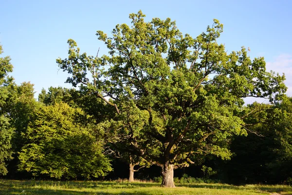 Paisaje de verano cerca de Stolin — Foto de Stock