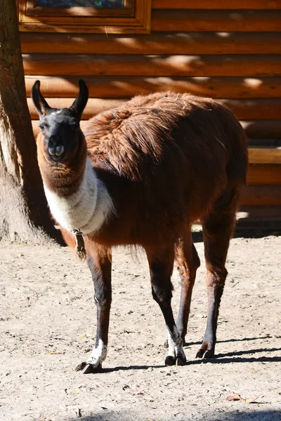 Brown lama — Stock Photo, Image