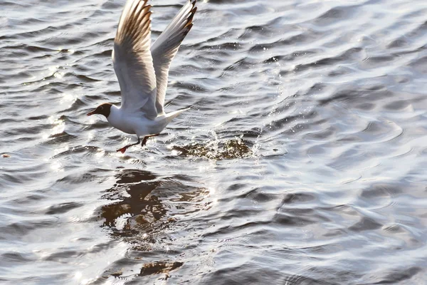 Gaivota voa baixo para a água — Fotografia de Stock