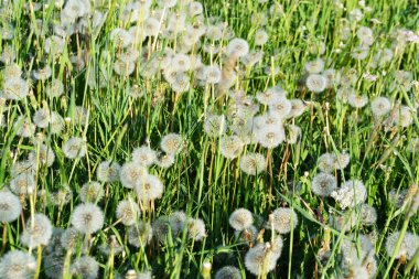 Beyaz tüylü dandelions