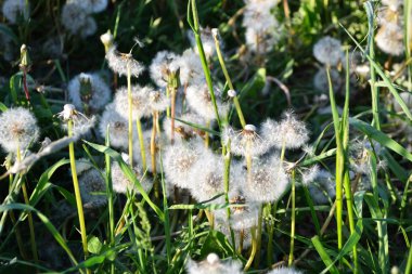 Beyaz tüylü dandelions