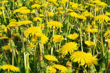 Yaz dandelions