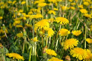 Yaz dandelions