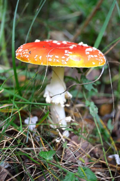 stock image Amanita muscaria