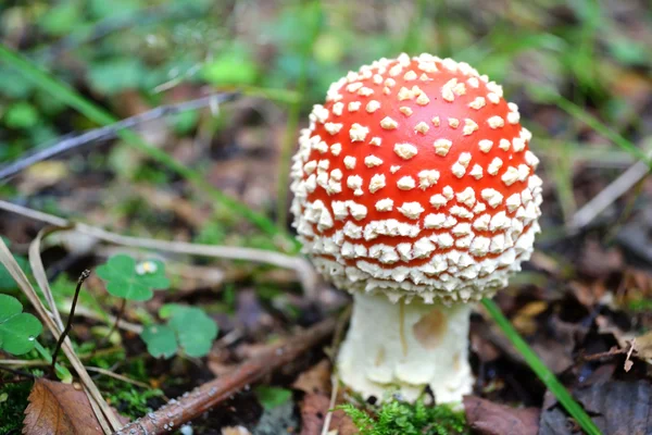 stock image Amanita muscaria