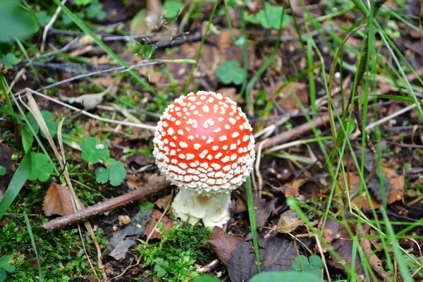 Stock image Amanita muscaria