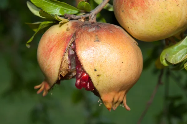 Açılan Punica granatum onun ağacında (Önden Görünüm)