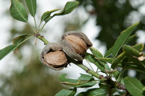 Almond in its tree (4) Stock Image