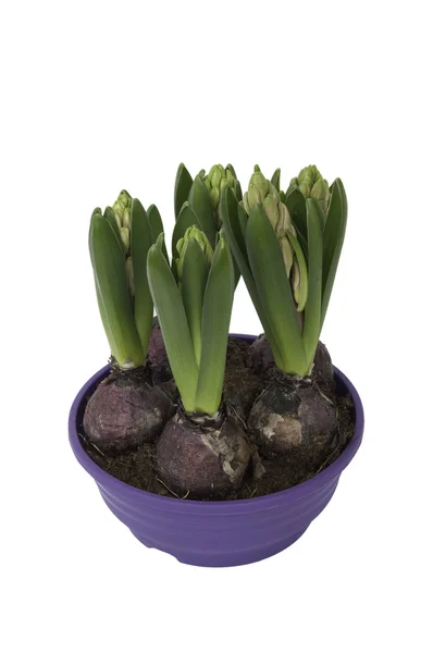 Hyacinthus bolvormige in een pot - bovenaanzicht — Stockfoto