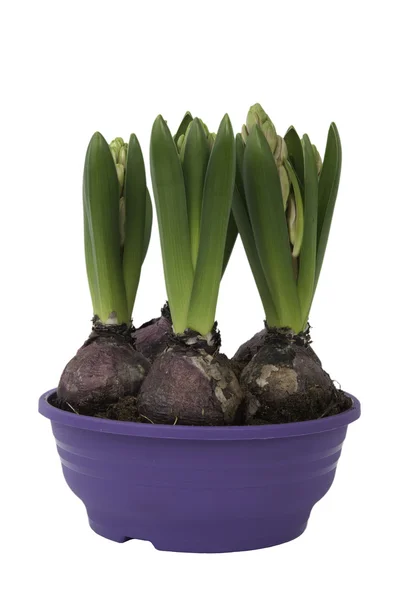 Hyacinthus bolvormige in een pot — Stockfoto