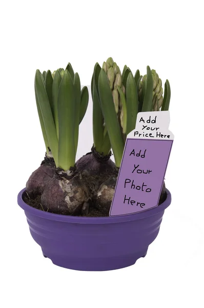 Hyacinthus bulboso em um pote (com o preço do rótulo ) — Fotografia de Stock