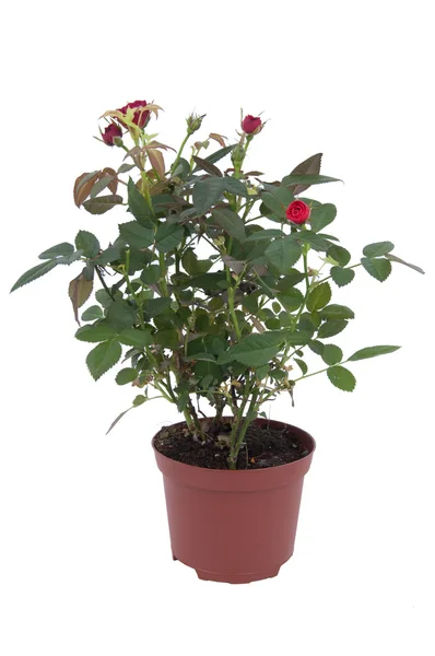 Rosa árvore em um pote — Fotografia de Stock