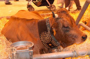 Paris - 26 Şubat: Paris Uluslararası Tarım göstermek 2012 - Tarentaise inek