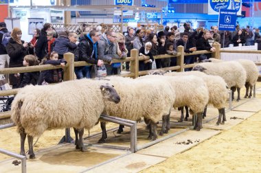 Paris - 26 Şubat: Paris Uluslararası Tarım göstermek 2012 - koyun rekabet