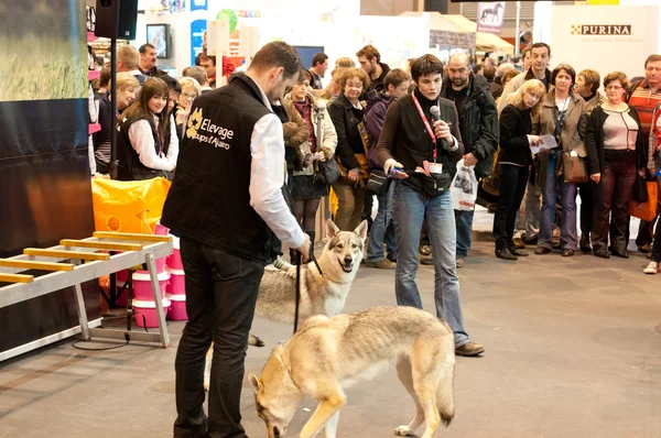 PARIS - FEVEREIRO 26: The Paris International Agricultural Show 2012 - Discurso sobre o lobo — Fotografia de Stock