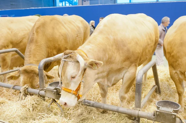PARIS - FEVEREIRO 26: The Paris International Agricultural Show 2012 - Blonde of Aquitaine Cow — Fotografia de Stock
