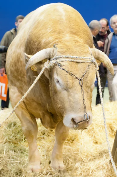 巴黎-2 月 26 日: 巴黎国际农业展 2012-金发女郎的阿基坦大区而健壮的公牛 — 图库照片