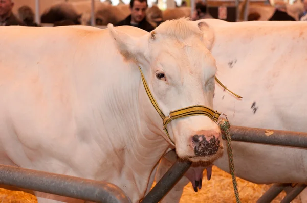 ПАРИЖ - 26 ФЕВРАЛЯ: The Paris International Agricultural Show 2012 - Blanc Bleu Belge Cow — стоковое фото