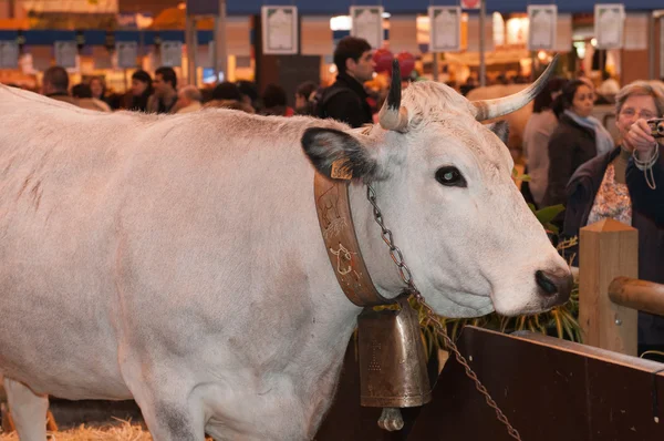 巴黎-2 月 26 日: 巴黎国际农业展 2012-情人节-吉祥物牛的表演 — 图库照片