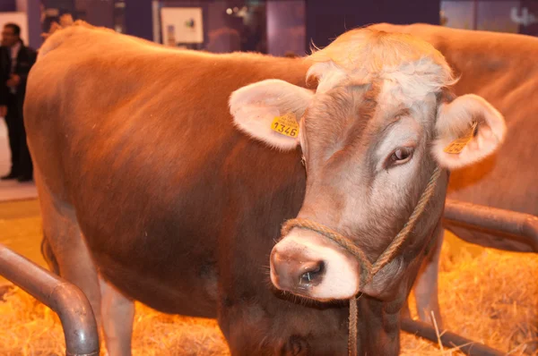 ПАРИЖ - 26 ФЕВРАЛЯ: The Paris International Agricultural Show 2012 - jersiaise Cow — стоковое фото