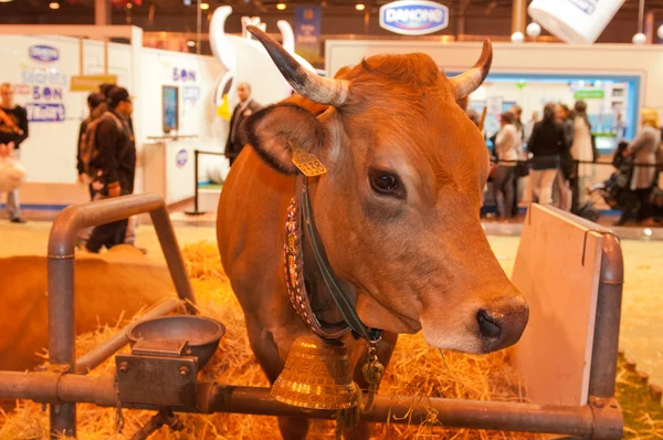 ПАРИЖ - 26 февраля: Парижская международная сельскохозяйственная выставка 2012 - Tarentaise Cow — стоковое фото