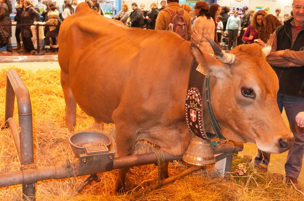 ПАРИЖ - 26 февраля The Paris International Agricultural Show 2012 - Tarentaise Cow — стоковое фото