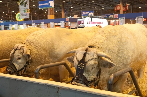 巴黎-2 月 26 日: 巴黎国际农业展 2012-公牛 (2) — 图库照片