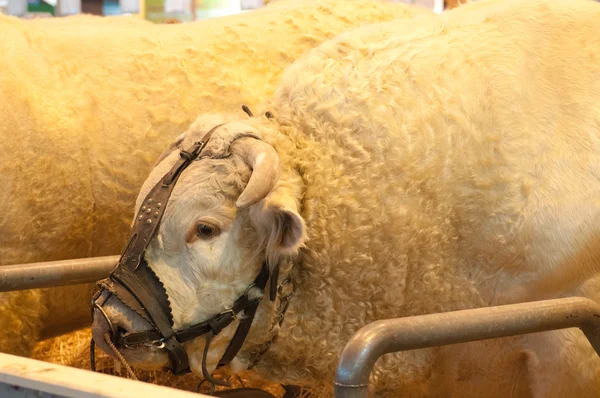 巴黎-2 月 26 日: 巴黎国际农业展 2012-公牛 — 图库照片