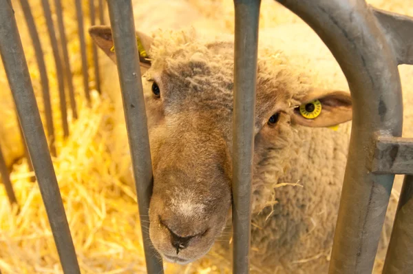 巴黎-2 月 26 日: 巴黎国际农业展 2012-伤心的羊 — 图库照片