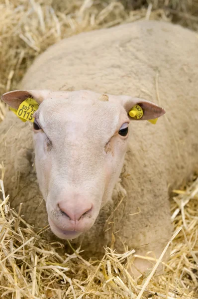 巴黎-2 月 26 日: 巴黎国际农业展 2012-羊在稻草 — 图库照片