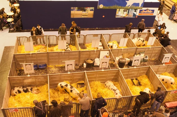 PARIS - FEBRUAR 26: Paris International Agricultural Show 2012 - Top view på grisene - Stock-foto