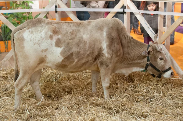 Meisje op zoek Zeboe koe — Stockfoto
