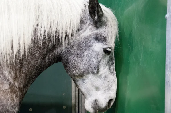 Paris - 26 februari: The Paris internationella jordbruket Show 2012 - stressad häst Stockbild