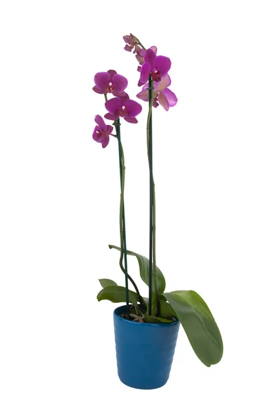 Phalaenopsis flowers in a pot (full view) — Stock Photo, Image