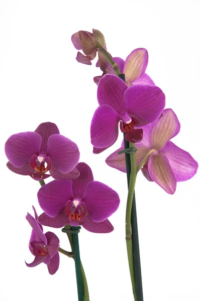 Flores de falaenopsis (close-up) - Vista 2 — Fotografia de Stock