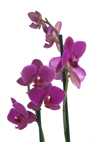 Flores phalaenopsis (primer plano ) Fotos de stock libres de derechos