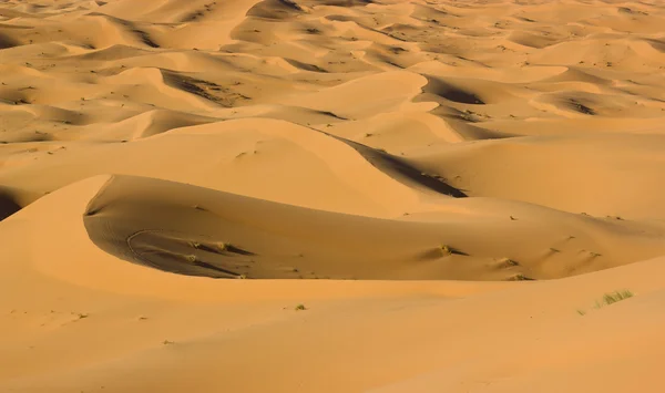 ЕРГ Chebbi в пустелі Сахара — стокове фото