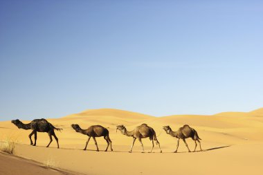 merzouga, Fas içinde deve karavan