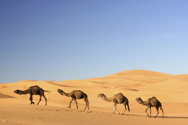 Верблюжих караванів в Марокко Merzouga — стокове фото