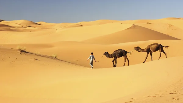 Velbloudí karavana v merzouga, Maroko — Stock fotografie
