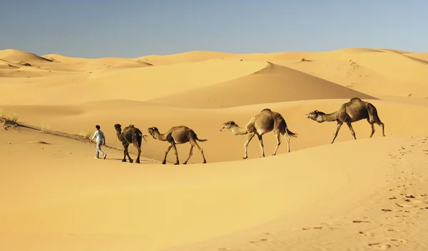 Camello caravana en Merzouga, Marruecos —  Fotos de Stock